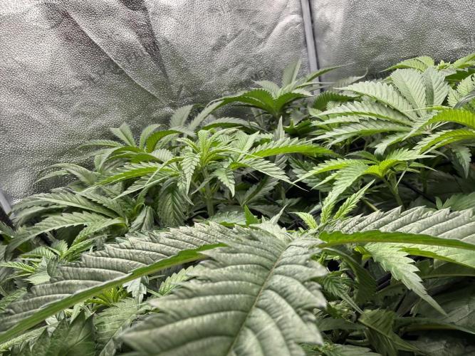 Spanish Moon S1. Week 6