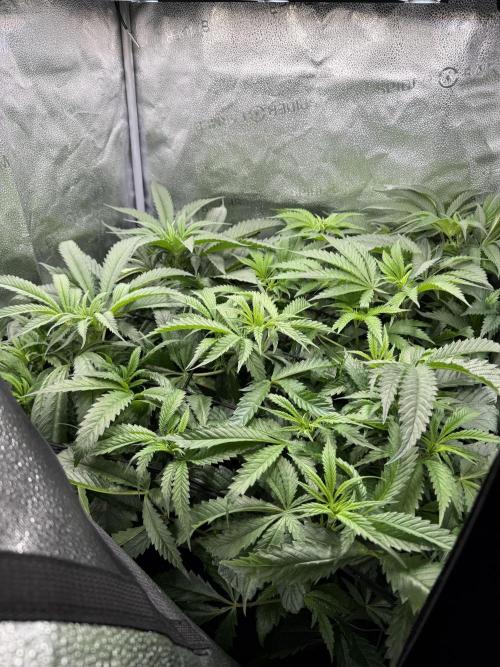 Spanish Moon S1. Week 6