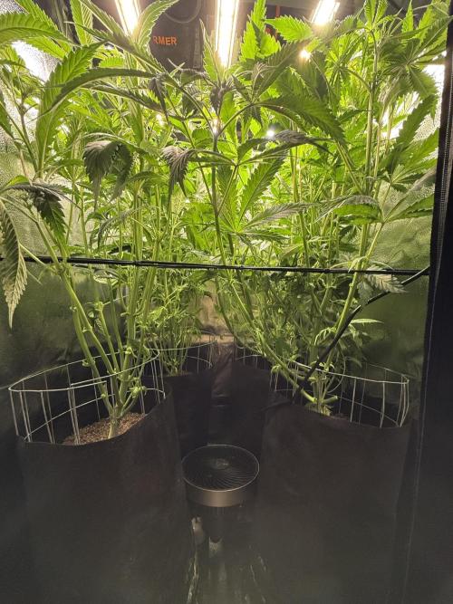 Spanish Moon S1. Week 7