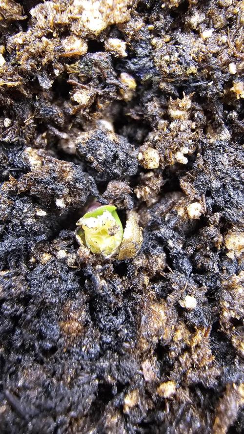Jack Herer. Week 1 - there we go 😍