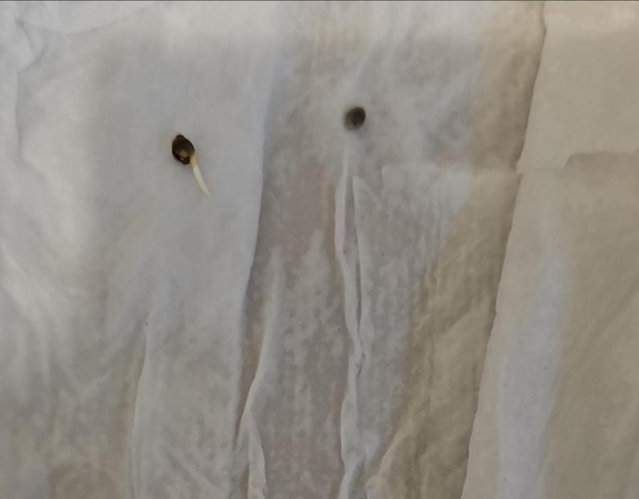 Jack Herer. Week 0 - Germination process 