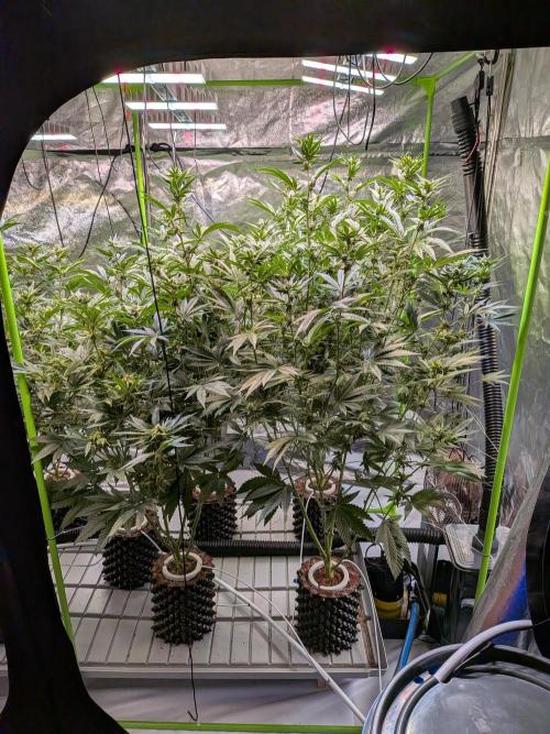 Sour Diesel. High frequency fertigation. Week 8