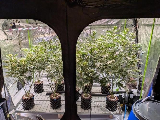 Sour Diesel. High frequency fertigation. Week 8