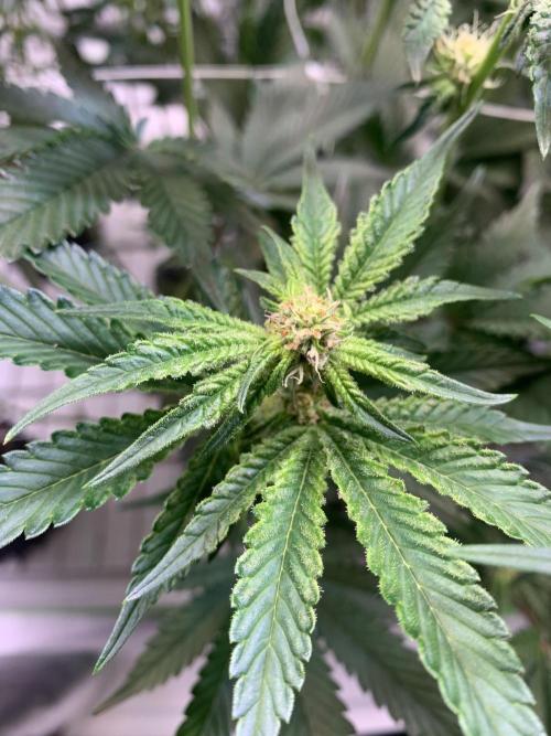 Sour Diesel. High frequency fertigation. Week 8 - 27.10.25