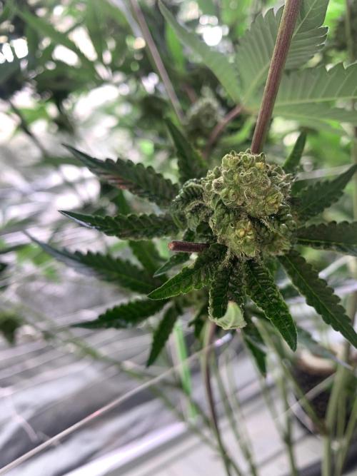 Sour Diesel. High frequency fertigation. Week 10