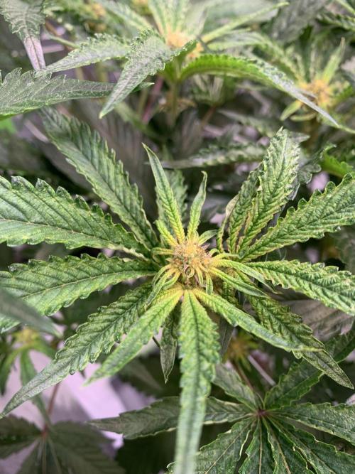 Sour Diesel. High frequency fertigation. Week 10 - Flowers in week 1