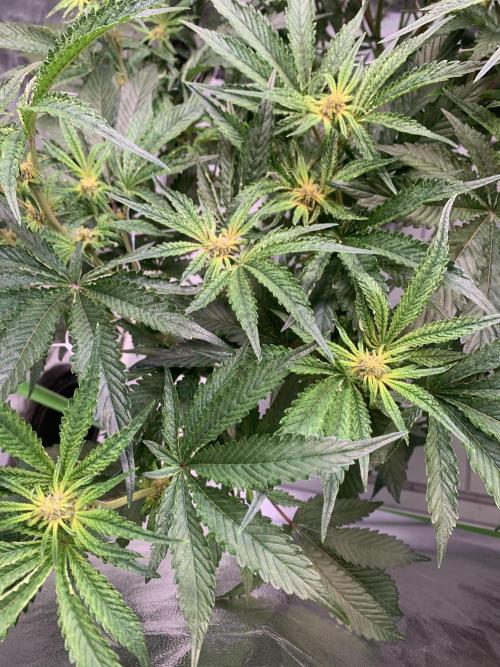 Sour Diesel. High frequency fertigation. Week 10 - Flowers in week 1