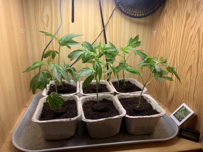 Euforia. High frequency fertigation. Week 1