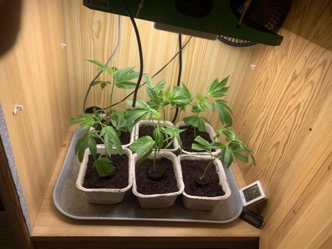 Euforia. High frequency fertigation. Week 1