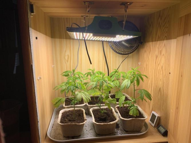 Euforia. High frequency fertigation. Week 2