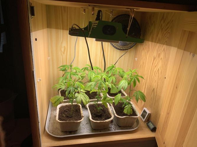 Euforia. High frequency fertigation. Week 2