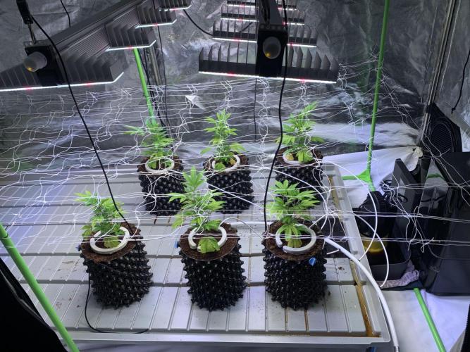 Euforia. High frequency fertigation. Week 3