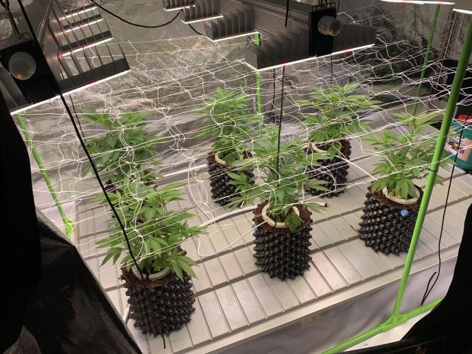 Euforia. High frequency fertigation. Week 4