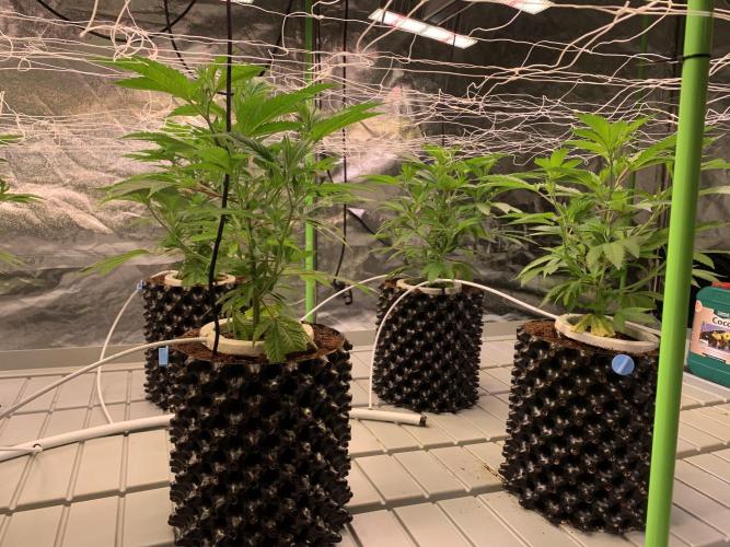 Euforia. High frequency fertigation. Week 4