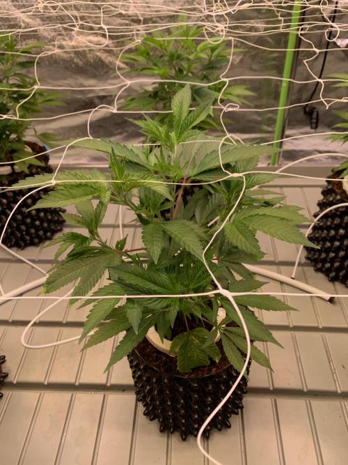 Euforia. High frequency fertigation. Week 4