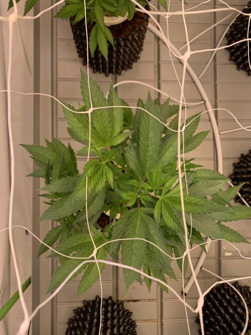 Euforia. High frequency fertigation. Week 4