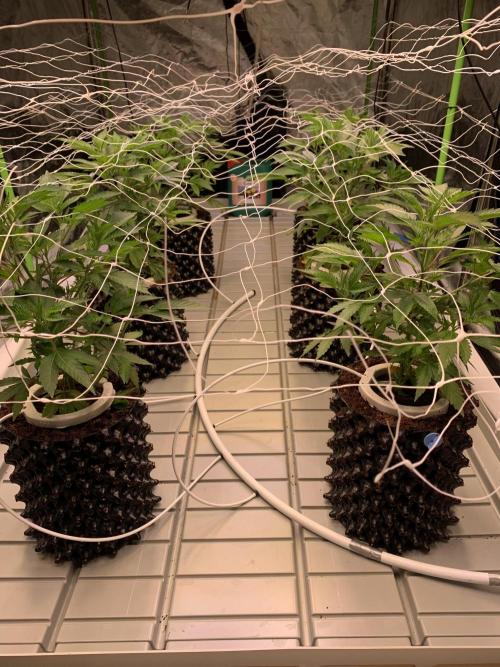 Euforia. High frequency fertigation. Week 4