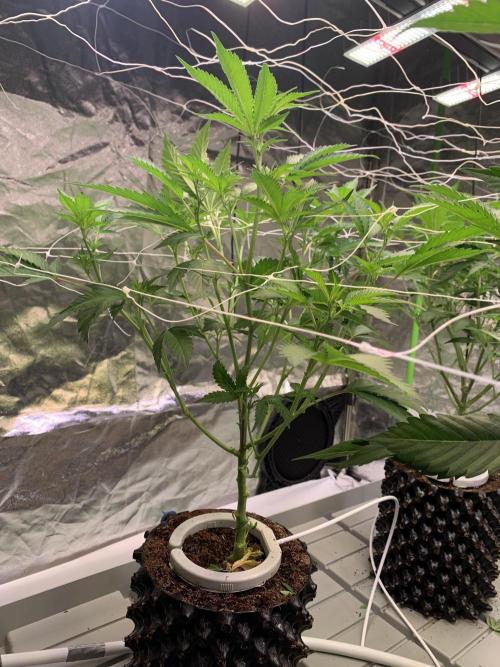 Euforia. High frequency fertigation. Week 5