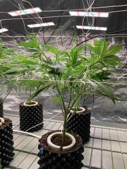 Euforia. High frequency fertigation. Week 5