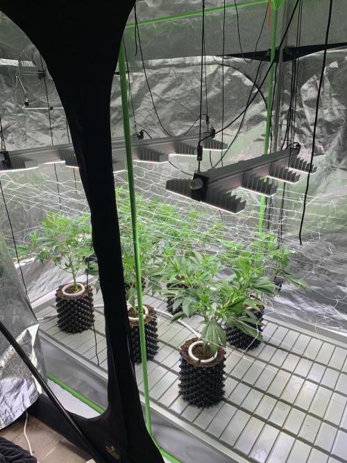 Euforia. High frequency fertigation. Week 5