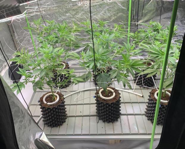 Euforia. High frequency fertigation. Week 5