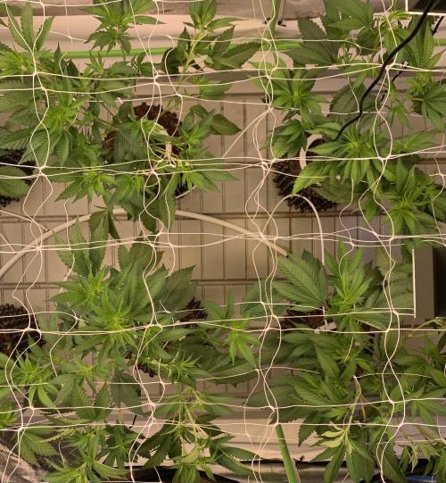 Euforia. High frequency fertigation. Week 5