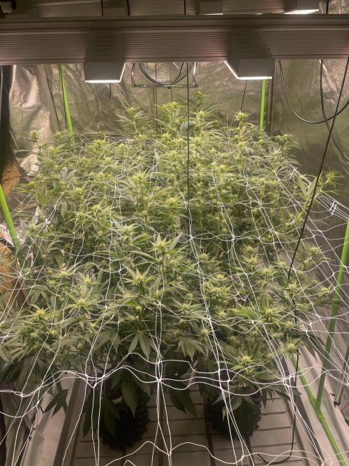 Euforia. High frequency fertigation. Week 7