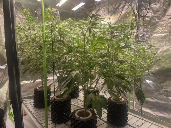 Euforia. High frequency fertigation. Week 7