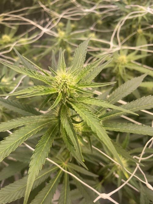 Euforia. High frequency fertigation. Week 7