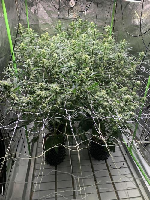Euforia. High frequency fertigation. Week 8