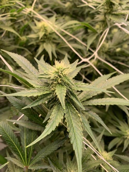 Euforia. High frequency fertigation. Week 8 - outer branch