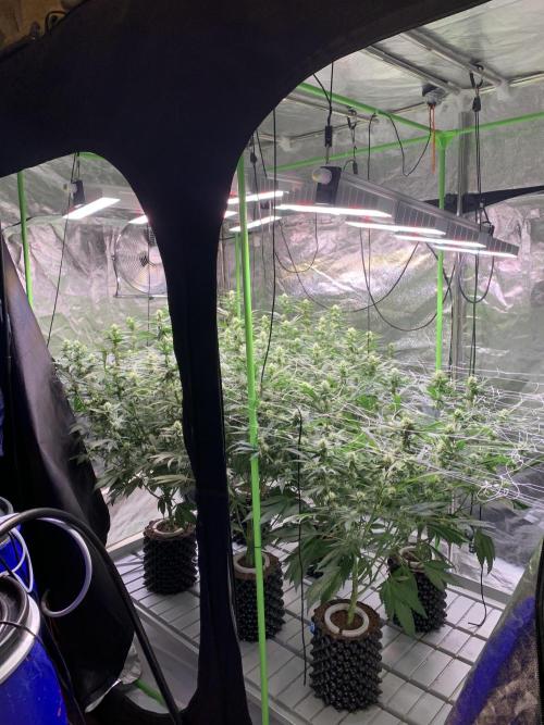 Euforia. High frequency fertigation. Week 8