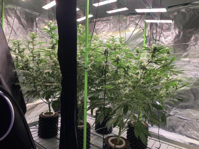 Euforia. High frequency fertigation. Week 8