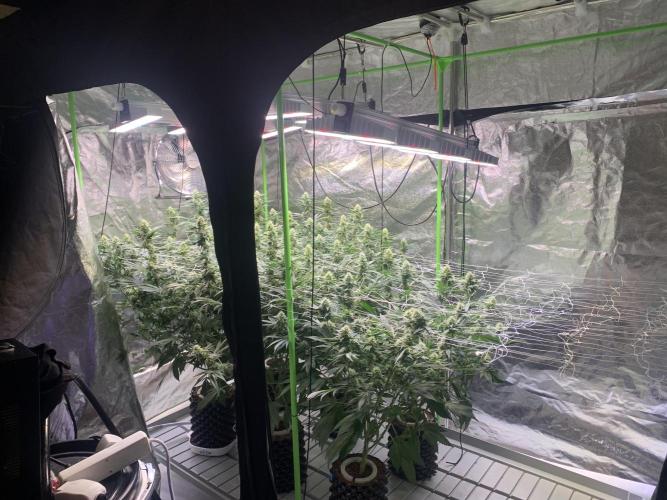 Euforia. High frequency fertigation. Week 9