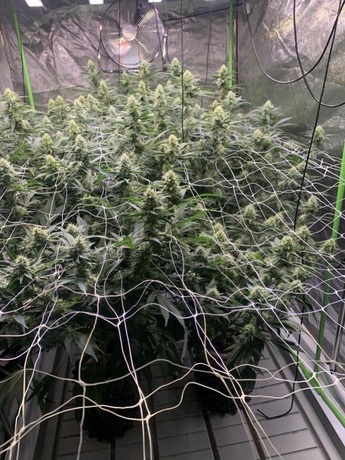 Euforia. High frequency fertigation. Week 9