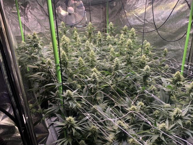 Euforia. High frequency fertigation. Week 9