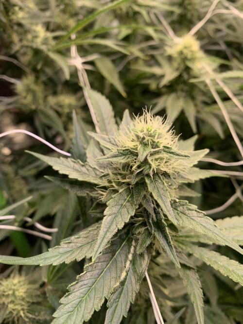 Euforia. High frequency fertigation. Week 9