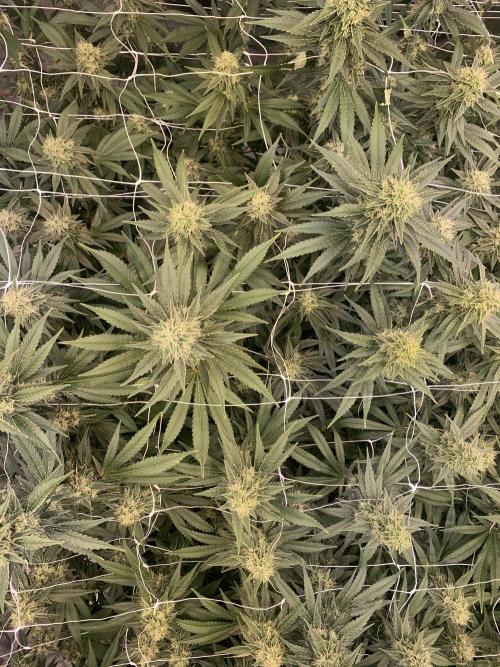 Euforia. High frequency fertigation. Week 10