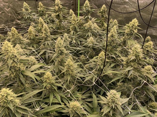 Euforia. High frequency fertigation. Week 10