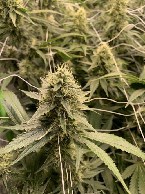 Euforia. High frequency fertigation. Week 10