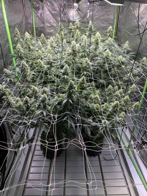 Euforia. High frequency fertigation. Week 10