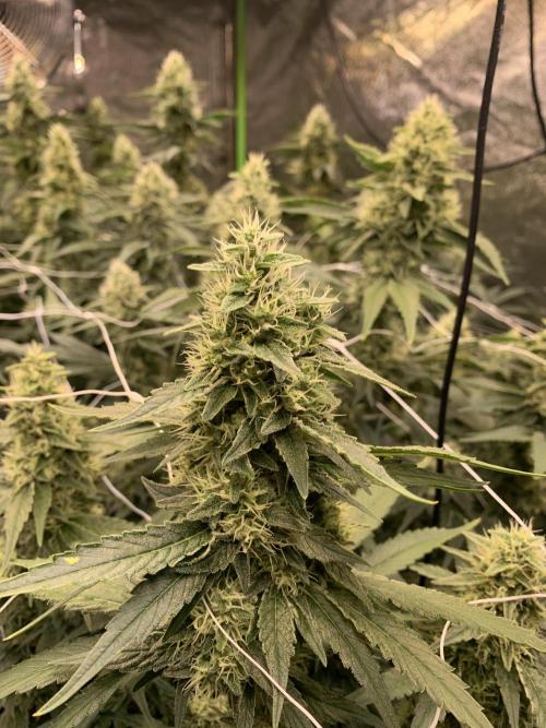 Euforia. High frequency fertigation. Week 10