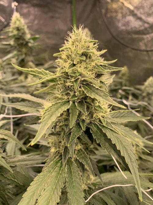 Euforia. High frequency fertigation. Week 10