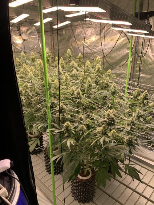 Euforia. High frequency fertigation. Week 10