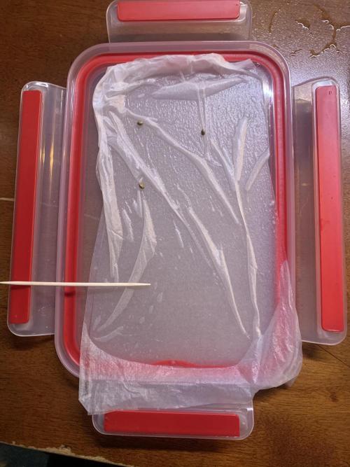 Cherry Popper :). Week 0