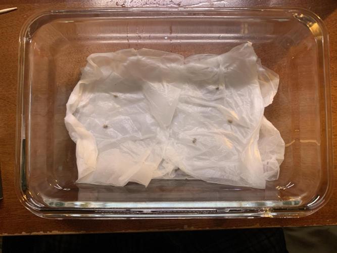 Cherry Popper :). Week 0