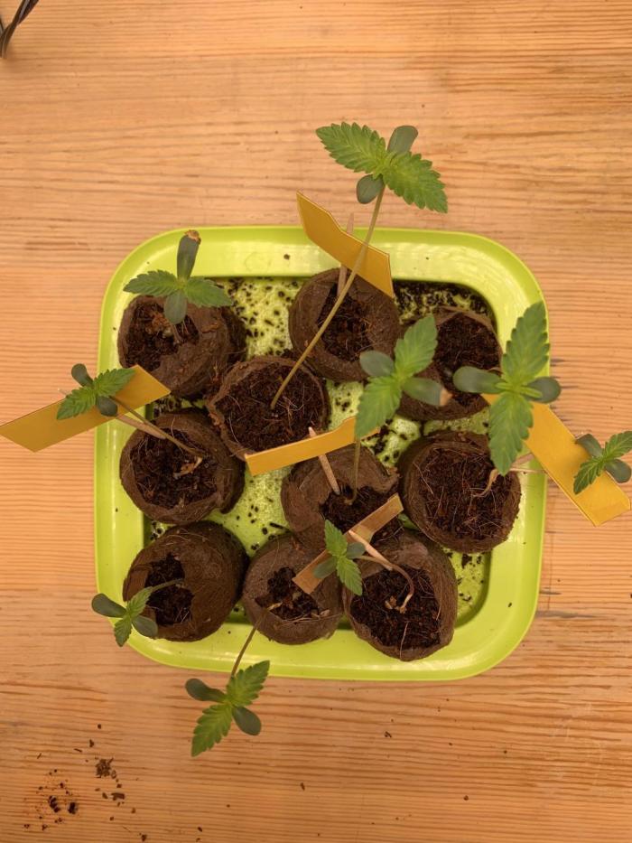 Cherry Popper :). Week 1