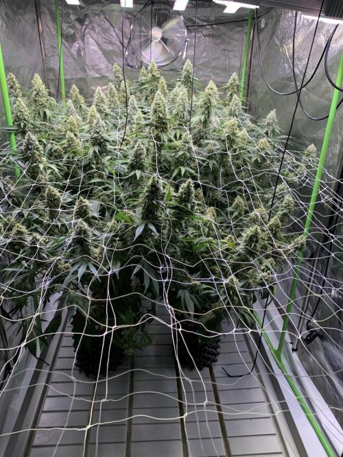 Euforia. High frequency fertigation. Week 11