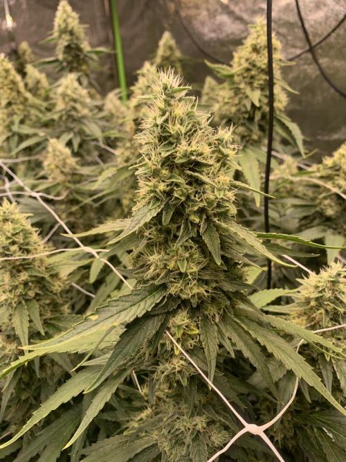 Euforia. High frequency fertigation. Week 11