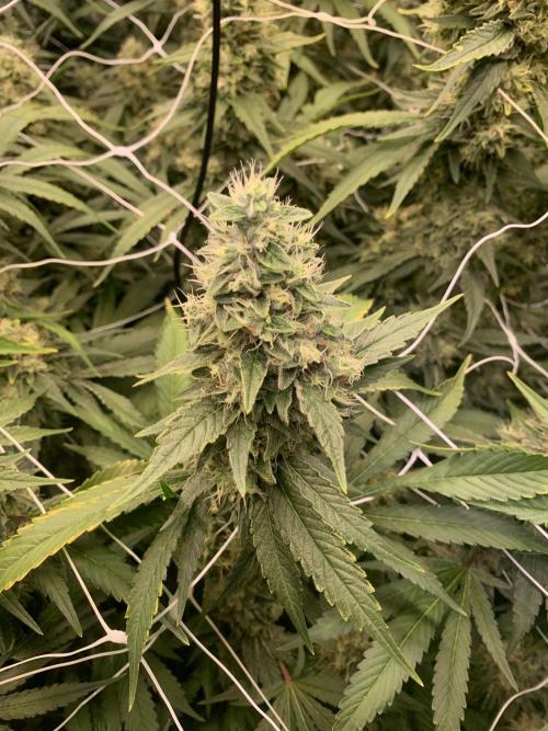 Euforia. High frequency fertigation. Week 11